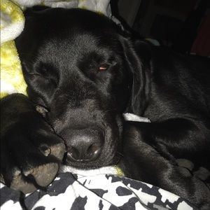 Here’s a pic of my pup to brighten your day 😊